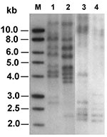 Thumbnail of Ribotyping profiles of the two ceftriaxone-resistant Salmonella isolates generated by digestion of chromosomal DNA with SphI and PstI (lanes 1 and 2) or EcoRI (lanes 3 and 4). Lanes 1 and 3, isolate ST275/00; lanes 2 and 4, isolate ST595/00; lane M, 1-kb DNA ladder (Promega Corp., Madison, WI).