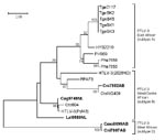 Thumbnail of Identification of a novel primate T-lymphotropic virus (PTLV)–3 subtype by phylogenetic analysis of 275-bp long terminal repeat (LTR) sequences. LTR sequences for PTLV-3 subtype C were not available for this analysis. New sequences from this study are in boldface. Support for the branching order was determined by 1,000 bootstrap replicates; only values &gt;60% are shown. Branch lengths are proportional to the evolutionary distance (scale bar) between the taxa. BLV, bovine leukemia v
