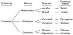 Thumbnail of Taxonomic classification for 6 hamster species. Phylogenetically, these species are grouped into closely related taxonomic genera (9).