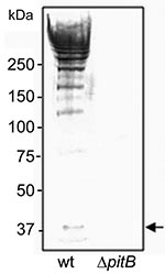 Thumbnail of Detection of high molecular weight PitB polymers in invasive isolates of Streptococcus pneumoniae. Western blot of cell wall extracts from strains GA41070 (lane 1) and GA41070ΔpitB (lane 2) detected with anti-PitB antiserum. Monomeric PitB (arrow) and the marker sizes are indicated.
