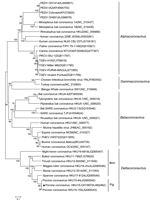 Thumbnail of Phylogenetic tree constructed on the basis of the whole-genome sequences of virus strains from 4 coronavirus genera (Alphacoronavirus, Betacoronavirus, Gammacoronavirus, and Deltacoronavirus), including the porcine coronavirus HKU15 OH1987 strain (indicated with triangle). The dendrogram was constructed by using the neighbor-joining method in the MEGA software package, version 6.05 (http://www.megasoftware.net/). Bootstrap resampling (1,000 replications) was performed, and bootstrap