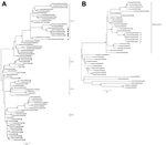 Thumbnail of Phylogenetic analyses of influenza A(H5N6) viruses detected in Laos, March 2014, on the basis of the hemagglutinin (HA) and N6 neuraminidase (NA) genes. A) HA subtree showing relationships of emergent influenza A(H5N6) viruses with clade 2.3.4 H5 avian influenza viruses and B) NA subtree showing relationships with Asian lineage N6 avian influenza viruses.  Vertical lines denote H5 subtype virus clades on the HA tree and the WD/ST/192/04 (A/wild duck/Shantou/192/2004)-like N6 gene po