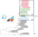 Thumbnail of Maximum-likelihood phylogenetic tree of the hemagglutinin gene segment of highly pathogenic avian influenza (H5N1) viruses from West Africa. Strain colors indicate country of collection (inset). The 2 identified groups (WA1 and WA2) are indicated by boxes (black and gray, respectively). Clades are indicated at right; sequences from the 2006–2008 epidemic (clade 2.2) in West Africa were used as an outgroup. Numbers at the nodes represent bootstrap values &gt;60%, obtained through a n