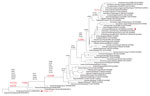 Thumbnail of Phylogenetic analysis of influenza A virus clade 2.3.4.4 H5 proteins. A 362-aa full-length hemagglutinin (HA) sequence for H5 clade 2.3.4.4 was obtained from GenBank and the GISAID database (http://platform.gisaid.org). An HA protein tree was constructed by using the PHYLIP neighbor-joining algorithm (https://ugene.net/wiki/display/UUOUM/PHYLIP+Neighbor-Joining) and the F84 distance matrix. This tree was used to construct a guide tree with 52 HA sequences representing all branches o