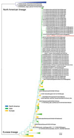 Maximum-likelihood phylogenetic tree of influenza A virus subtype H10 hemagglutinin gene from an adult male harbor seal, British Columbia, Canada (red text), and reference sequences. Phylogenetic analyses were based on the full-length nucleotide sequence of the hemagglutinin gene of strains representing the H10 subtype (n = 1,512). The evolutionary relationship was inferred using RAxML (https://github.com/stamatak/standard-RAxML) based on the general time-reversible model with 1,000 bootstrap replicates. For purposes of clarity, some clades are collapsed, and colors are assigned to indicate the origin of the gene: blue for North America, green for Asia, and yellow for Europe. The tree was drawn to scale; branch lengths are measured in number of substitutions per site.
