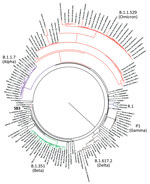 Phylogenetic confirmation that SARS-CoV-2 isolates belong to R.1 lineage in study of sensitivity to neutralizing antibodies and resistance to type I interferons in SARS-CoV-2 R.1 lineage variants, Canada. Tree constructed by using maximum-likelihood estimations by executing 1,000 rapid bootstrap inferences and a thorough search with the general time reversible model of nucleotide substitution. Blue indicates R1 isolates (R.1 645, R.1 646) and red SB3 isolate. Variants are highlighted in magenta (Alpha), green (Beta), brown (Delta), mocha (Gamma), and orange (Omicron). The tree was visualized using FigTree version 1.4.2 (http://tree.bio.ed.ac.uk/software/figtree).