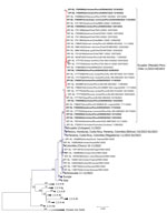 Phylogenetic analysis of highly pathogenic avian influenza A(H5N1) from wild birds, poultry, and mammals, Peru. Maximum-likelihood method was used for phylogeny of 101 hemagglutinin H5 sequences from avian influenza viruses. Red lines indicate clustering of strains from Peru and sequences from this study; bold font indicates the sequences from this study. Dark blue lines indicate other strains from South and North America. Non–goose/Guangdong lineage virus strains from Eurasia were outgroups. Phylogenetic tree was generated and edited with MEGA X software (https://www.megasoftware.net). Sequences were aligned by using the MUSCLE program in the AliView alignment viewer and editor (https://www.ormbunkar.se/aliview). We used general time reversible and gamma distribution models; robustness of tree topology was assessed with 1,000 bootstrap replicates. Only bootstrap values >70% are shown. Scale bar indicates nucleotide substitutions per site.