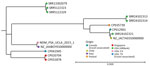 Phylogenetic tree for domestically acquired NDM-1–producing Pseudomonas aeruginosa, southern California, USA, 2023. Node colors indicate geographic location of organism isolation; the isolate described in this case report is designated as NDM_PSA_UCLA_2023_1. Accession numbers are provided for reference sequences. Scale bar indicates nucleotide substitutions per site. ARBank, CDC & FDA Antimicrobial Resistance (AR) Isolate Bank (https://www.cdc.gov/drugresistance/resistance-bank); NDM, New Delhi metallo-β-lactamase; UCLA, University of California Los Angeles.